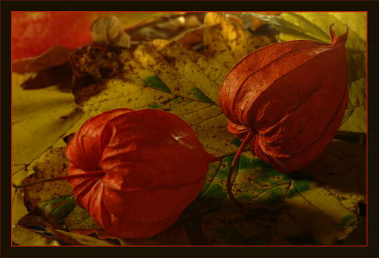 Herbstliches mit Physalis