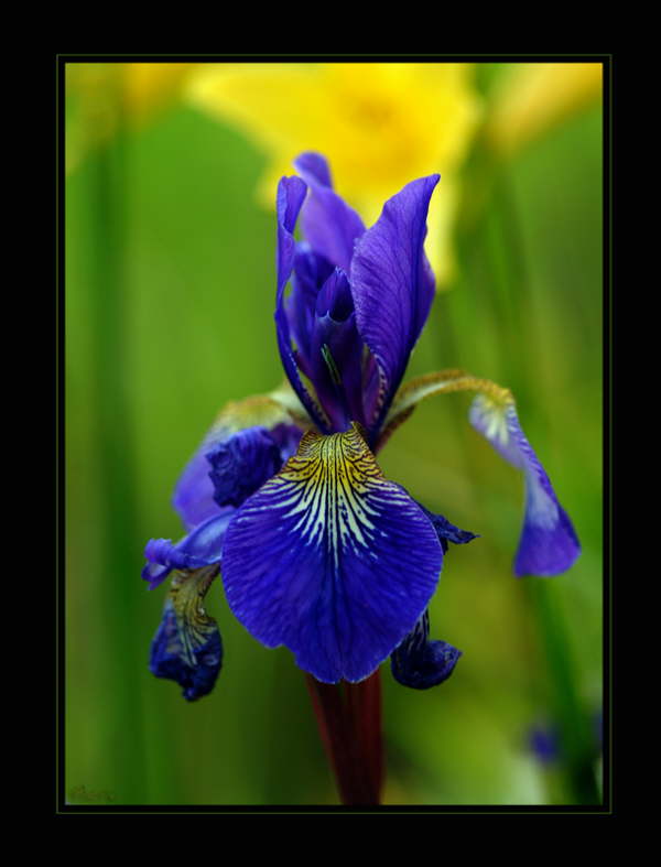 Iris