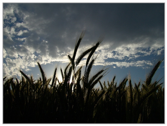 Kornfeld gegen Abend