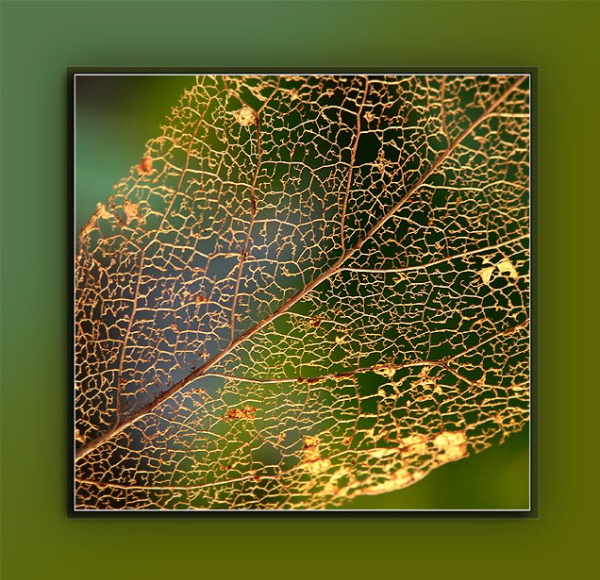 Goldenes Magnolienblatt