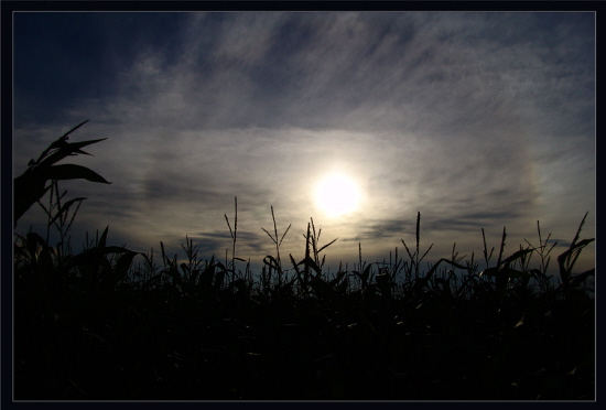 Maisfeld am Abend