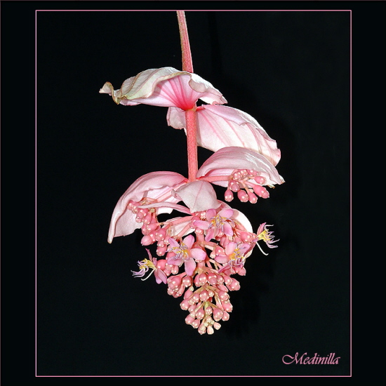 Medinilla in voller Blte