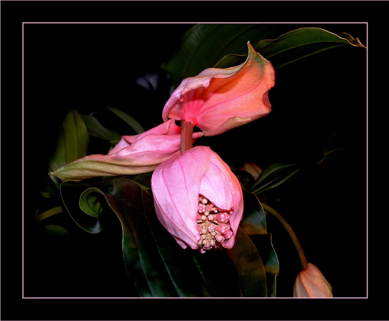 Medinilla