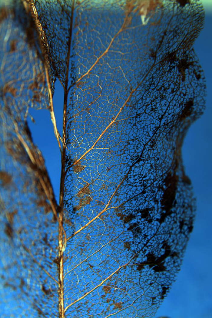 Filigranes Blatt #2