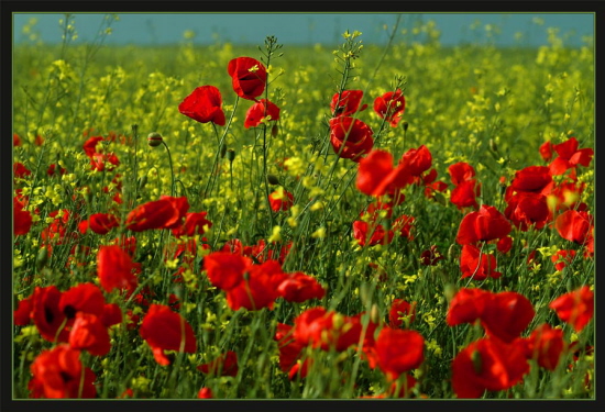 Mohn im Rapsfeld