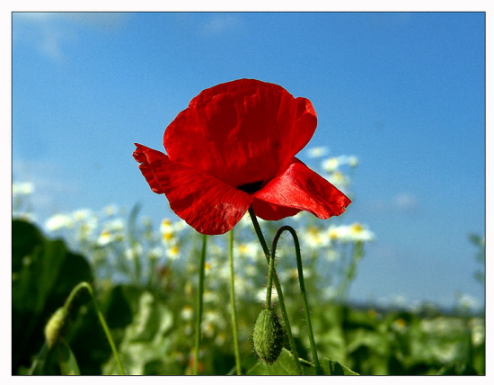 Blau - weiss - rot