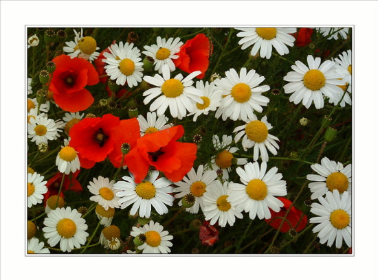 Mohn und Margeritenwiese