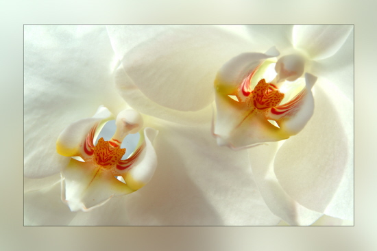 White Orchid