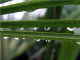 Regentropfen an Palmblatt