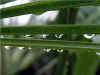 Palmblatt im Regen