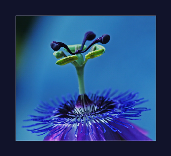 Passionsblume