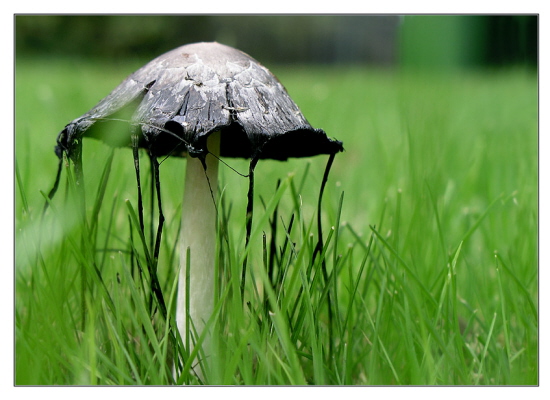 Knnen Pilze Trauer tragen ?