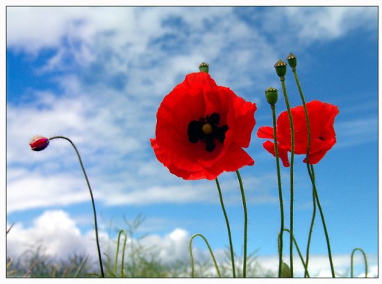 Poppies