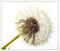 Pusteblume