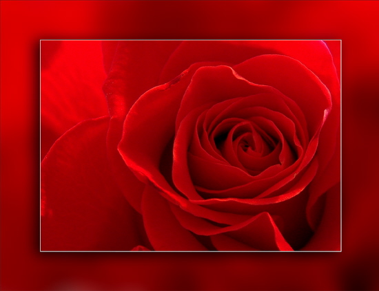 Eine Rose ist eine Rose