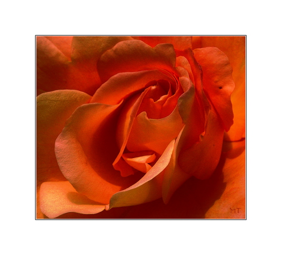 Rose in orange