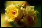Gelbe Rosen im Park