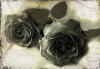 Roses sepia