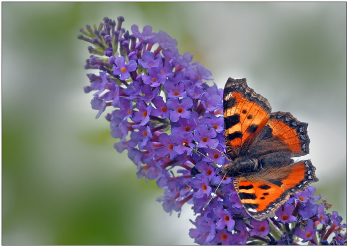 Sommerflieder mit Schmetterling