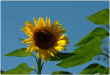 Sonnenblume am Steinweg
