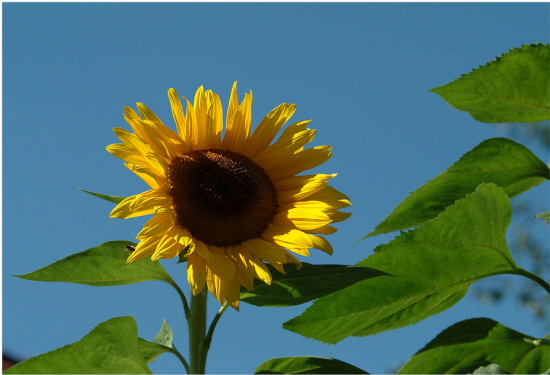 Sonnenblume am Steinweg