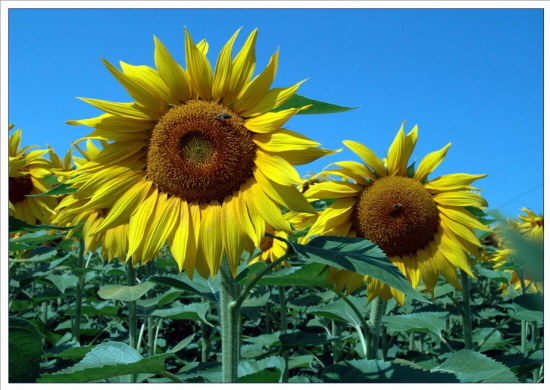 Sonnenblumen in der Schweiz