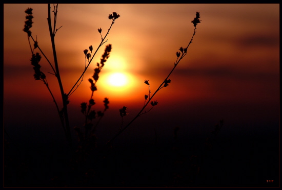 Grser im Sonnenuntergang