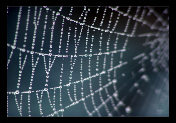 Spinnennetz #2