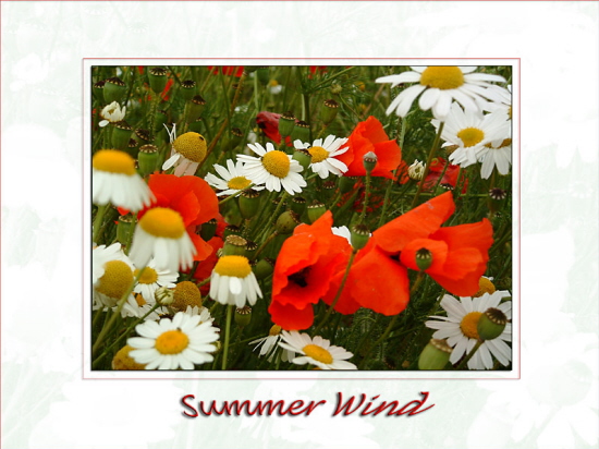 Summer Wind