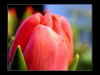 Tulpendetail #2