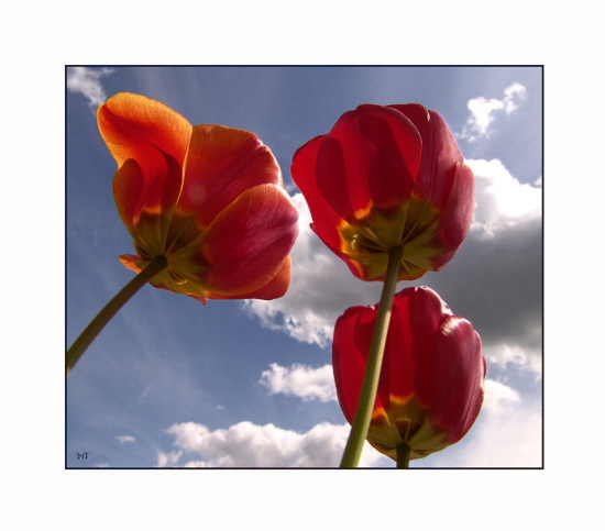 3 Tulpen