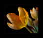 Tulpen orangegelb