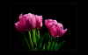 Tulpen in pink