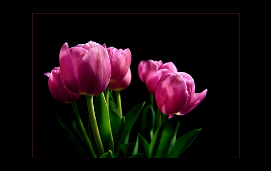 Tulpen in pink