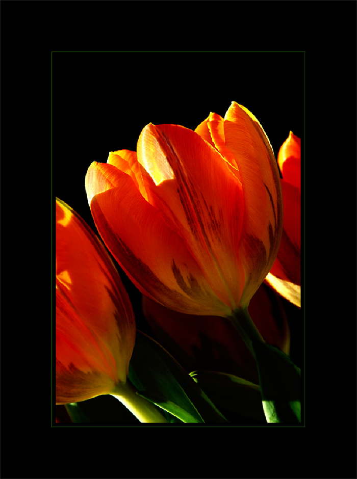 Tulpen