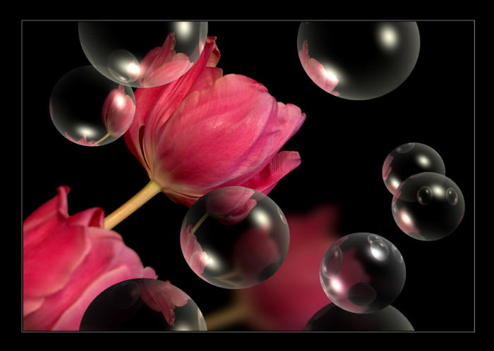 Tulpenbubbles