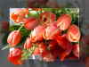 Tulpenrausch