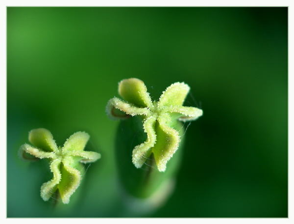 Tulpenstempel