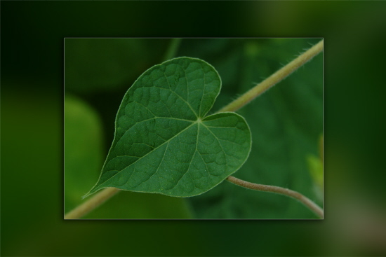 Vinca [Herz]-Blatt