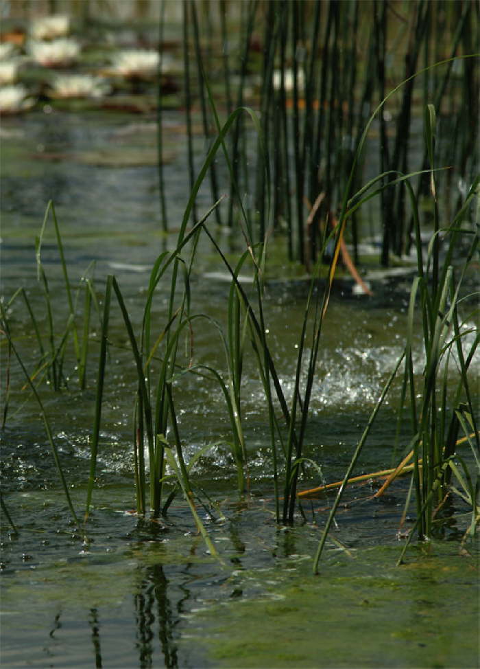 Stille am Wasser
