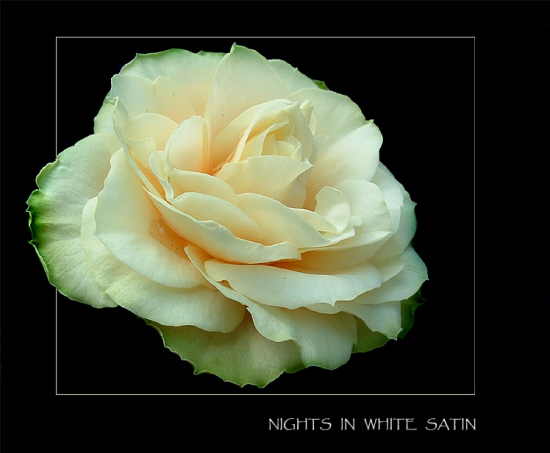 Nights in White Satin