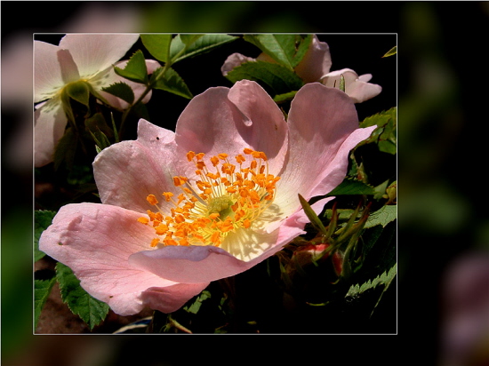 Wildrose