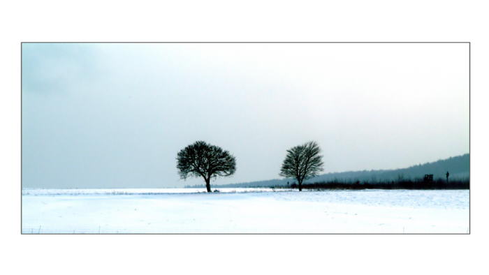 Winterbume bei Naumburg