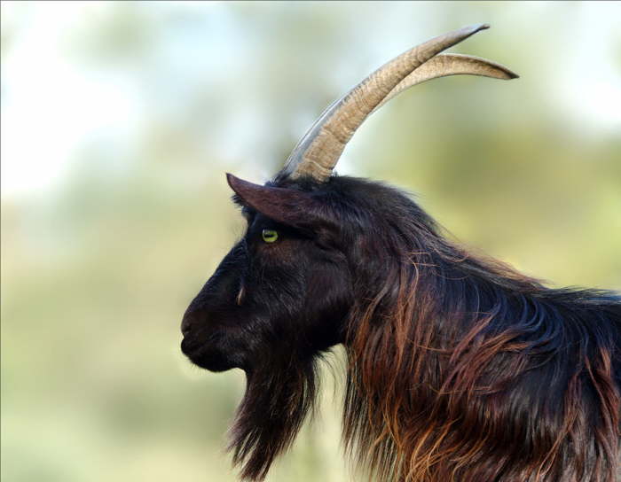 Ziegenbock