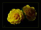 Yellow Roses