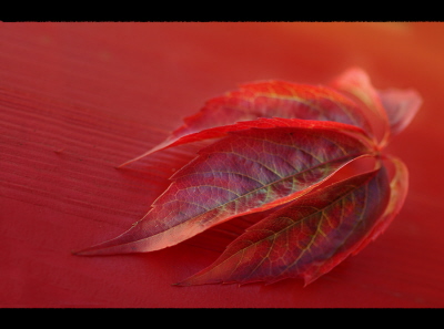 Red and fall[en]